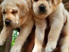 Labrador Puppies