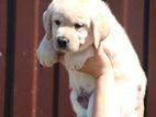 Labrador Puppies
