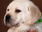 Labrador Puppies
