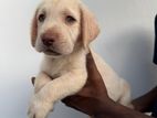 Labrador Puppies