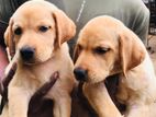 Labrador Puppies