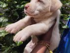 Labrador Puppies