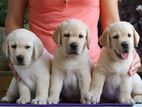 Labrador Puppies
