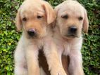 Labrador Puppies