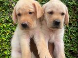 Labrador Puppies