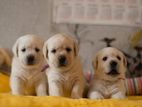 Labrador Puppies
