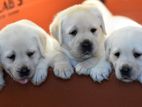 Labrador Puppies