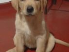 Labrador Puppies