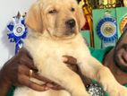 Labrador Puppies