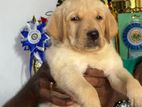 Labrador Puppies