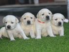 Labrador Puppies