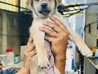 Labrador Puppies