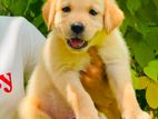 labrador puppies