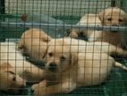 Labrador Puppies