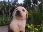 Labrador Puppies