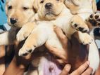 Labrador Puppies