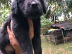 Labrador Puppies