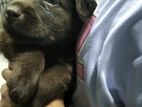 Labrador Puppies