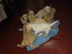Labrador Puppies