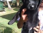 Labrador Puppies