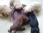 Labrador Puppies