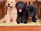 Labrador Puppies For Sale in wattala