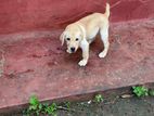 Labrador Puppies