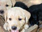 Labrador Puppies