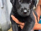 Labrador Puppies