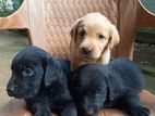 Labrador Puppies