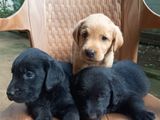 Labrador Puppies