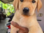 Labrador Puppies