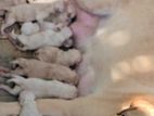 labrador puppies