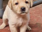 Labrador Puppies