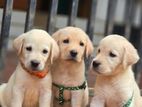 Labrador Puppies