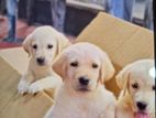 Labrador puppies
