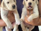 Labrador Puppies