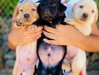 Labrador Puppies