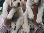 Labrador Puppies