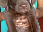 Labrador Puppies