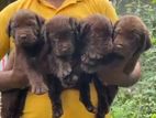 Labrador Puppies