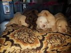 Labrador Puppies