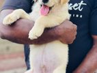 Labrador Puppies
