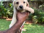 Labrador Puppies