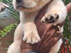 Labrador Puppies