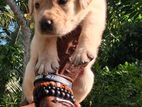 Labrador Puppies