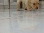 Labrador Puppies