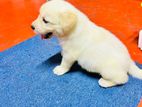 Labrador Puppies