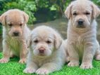Labrador Puppies