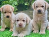 Labrador Puppies